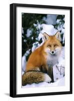 Red Fox in Snow-null-Framed Premium Photographic Print