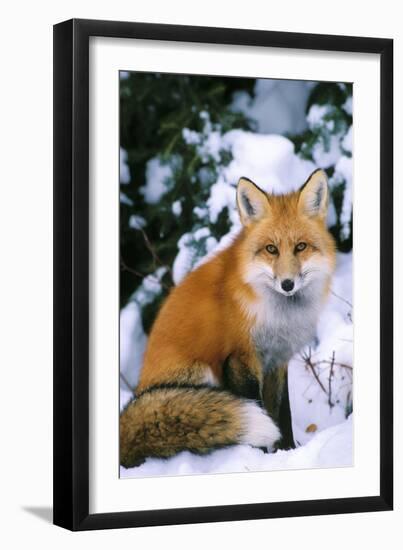 Red Fox in Snow-null-Framed Premium Photographic Print