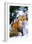Red Fox in Snow-null-Framed Premium Photographic Print