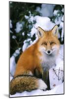Red Fox in Snow-null-Mounted Premium Photographic Print