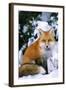 Red Fox in Snow-null-Framed Premium Photographic Print