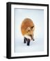 Red Fox in Snow-John Conrad-Framed Photographic Print