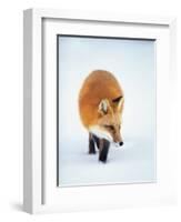 Red Fox in Snow-John Conrad-Framed Photographic Print