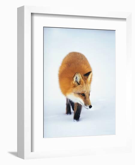 Red Fox in Snow-John Conrad-Framed Photographic Print