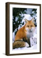 Red Fox in Snow-null-Framed Photographic Print