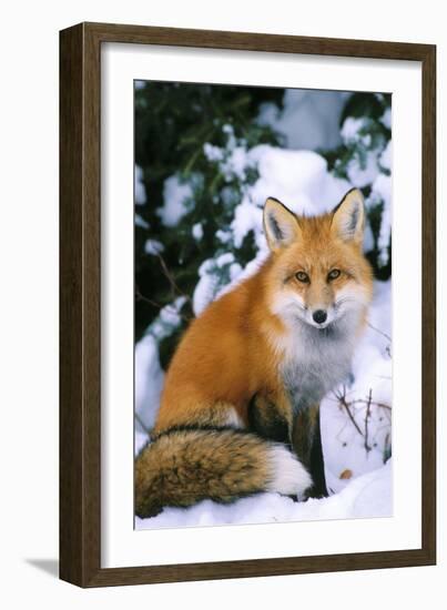 Red Fox in Snow-null-Framed Photographic Print