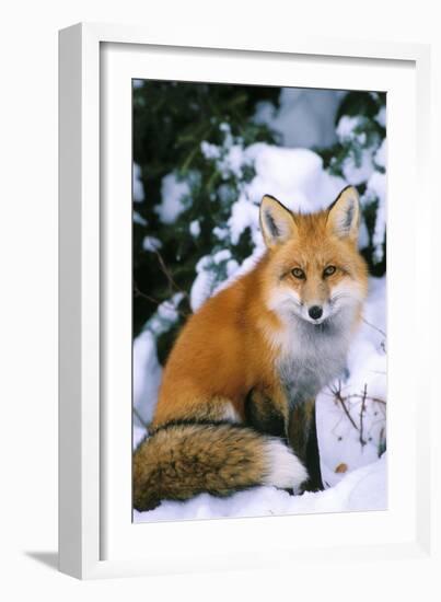 Red Fox in Snow-null-Framed Photographic Print