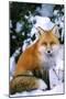 Red Fox in Snow-null-Mounted Photographic Print