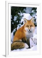 Red Fox in Snow-null-Framed Photographic Print