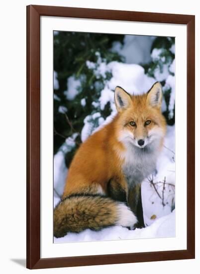 Red Fox in Snow-null-Framed Photographic Print