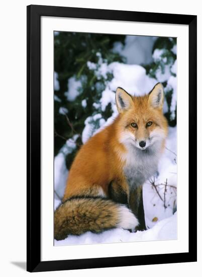 Red Fox in Snow-null-Framed Photographic Print