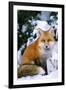 Red Fox in Snow-null-Framed Photographic Print