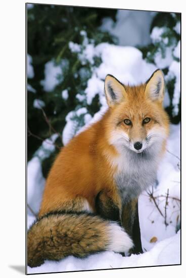 Red Fox in Snow-null-Mounted Photographic Print