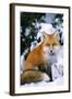Red Fox in Snow-null-Framed Photographic Print