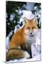 Red Fox in Snow-null-Mounted Photographic Print