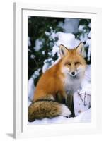 Red Fox in Snow-null-Framed Photographic Print