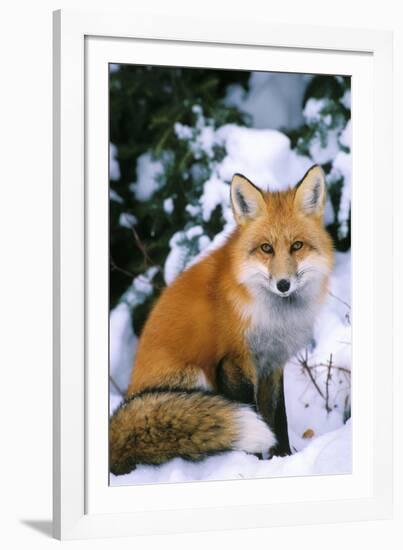 Red Fox in Snow-null-Framed Photographic Print