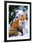 Red Fox in Snow-null-Framed Photographic Print