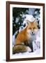 Red Fox in Snow-null-Framed Photographic Print