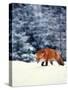 Red Fox in Snowy Woods-John Luke-Stretched Canvas