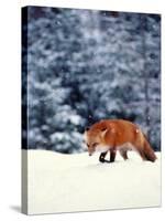 Red Fox in Snowy Woods-John Luke-Stretched Canvas