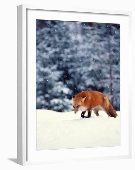 Red Fox in Snowy Woods-John Luke-Framed Photographic Print