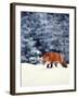 Red Fox in Snowy Woods-John Luke-Framed Photographic Print