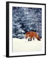 Red Fox in Snowy Woods-John Luke-Framed Photographic Print