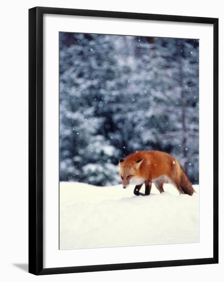 Red Fox in Snowy Woods-John Luke-Framed Photographic Print