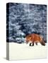 Red Fox in Snowy Woods-John Luke-Stretched Canvas