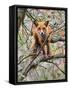 Red Fox in Tree-Adam Jones-Framed Stretched Canvas