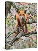 Red Fox in Tree-Adam Jones-Stretched Canvas