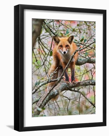 Red Fox in Tree-Adam Jones-Framed Photographic Print