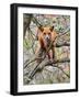 Red Fox in Tree-Adam Jones-Framed Photographic Print