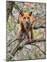 Red Fox in Tree-Adam Jones-Mounted Photographic Print