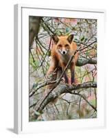 Red Fox in Tree-Adam Jones-Framed Photographic Print