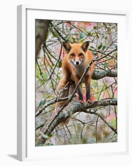 Red Fox in Tree-Adam Jones-Framed Photographic Print