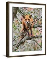 Red Fox in Tree-Adam Jones-Framed Photographic Print