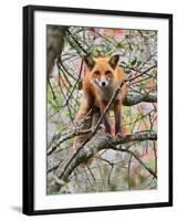 Red Fox in Tree-Adam Jones-Framed Photographic Print