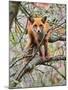 Red Fox in Tree-Adam Jones-Mounted Photographic Print