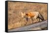 Red fox in winter coat, Yellowstone National Park-George Sanker-Framed Stretched Canvas