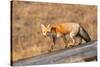 Red fox in winter coat, Yellowstone National Park-George Sanker-Stretched Canvas