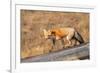 Red fox in winter coat, Yellowstone National Park-George Sanker-Framed Photographic Print
