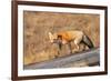 Red fox in winter coat, Yellowstone National Park-George Sanker-Framed Photographic Print