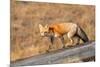 Red fox in winter coat, Yellowstone National Park-George Sanker-Mounted Photographic Print