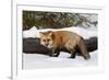 Red Fox in winter, Montana, Vulpes Vulpes-Adam Jones-Framed Photographic Print