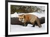 Red Fox in winter, Montana, Vulpes Vulpes-Adam Jones-Framed Photographic Print