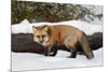 Red Fox in winter, Montana, Vulpes Vulpes-Adam Jones-Mounted Photographic Print