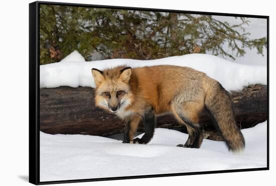 Red Fox in winter, Montana, Vulpes Vulpes-Adam Jones-Framed Stretched Canvas