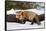 Red Fox in winter, Montana, Vulpes Vulpes-Adam Jones-Framed Stretched Canvas